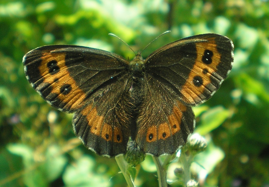 Satyrinae dei M.ti Sibillini da identificare